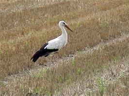 The first real, live Stork we have ever seen, on the approach to Staad, 9.1 miles into the ride